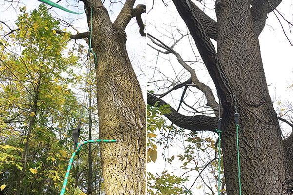 pocket chainsaw on tree limb