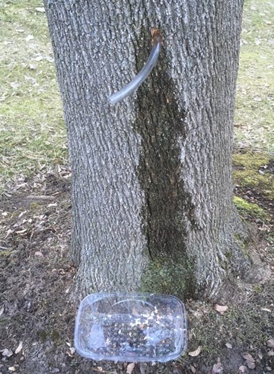 tapping maple tree tubing