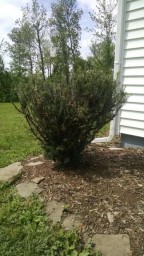 shrub