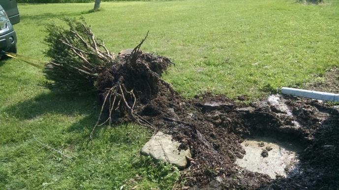 How do you remove shrub roots?