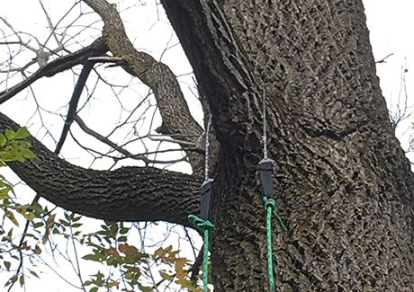 portable chainsaw cutting a high tree branch