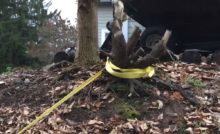 How To Remove A Shrub Or Bush The Easy Way How To Remove A Shrub Or Bush The Easy Way