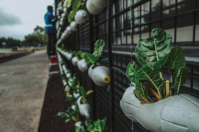 plastic bottles hold plants